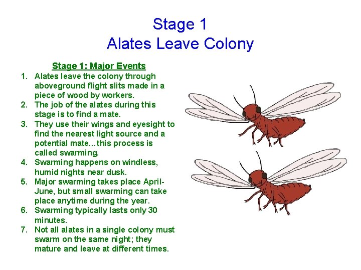 Stage 1 Alates Leave Colony Stage 1: Major Events 1. Alates leave the colony