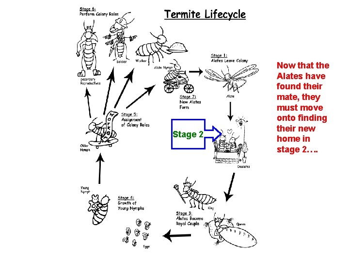 Stage 2 Now that the Alates have found their mate, they must move onto