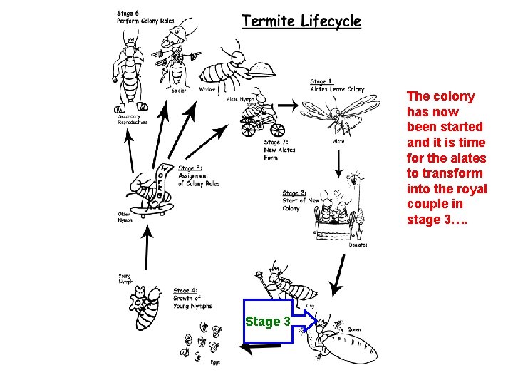 The colony has now been started and it is time for the alates to