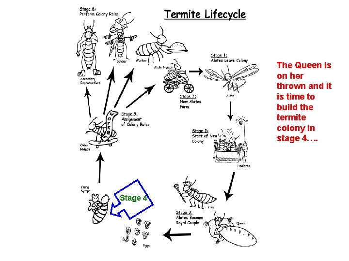 The Queen is on her thrown and it is time to build the termite