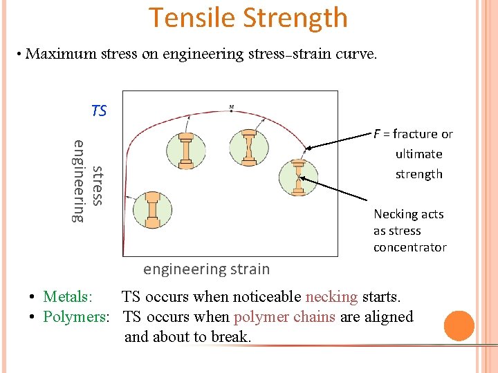 Tensile Strength • Maximum stress on engineering stress-strain curve. TS F = fracture or