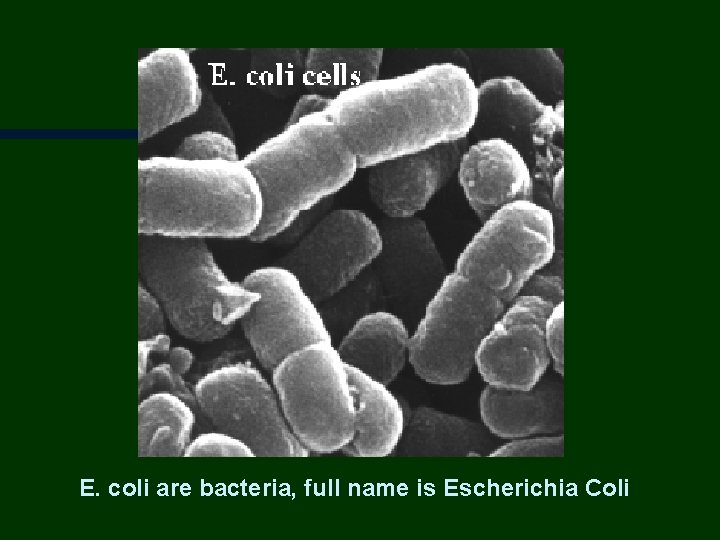 E. coli are bacteria, full name is Escherichia Coli 
