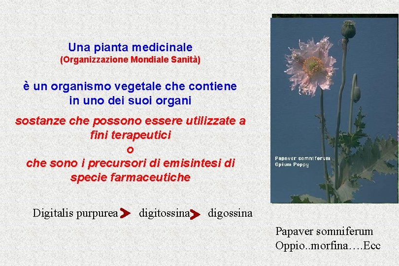 Una pianta medicinale (Organizzazione Mondiale Sanità) è un organismo vegetale che contiene in uno