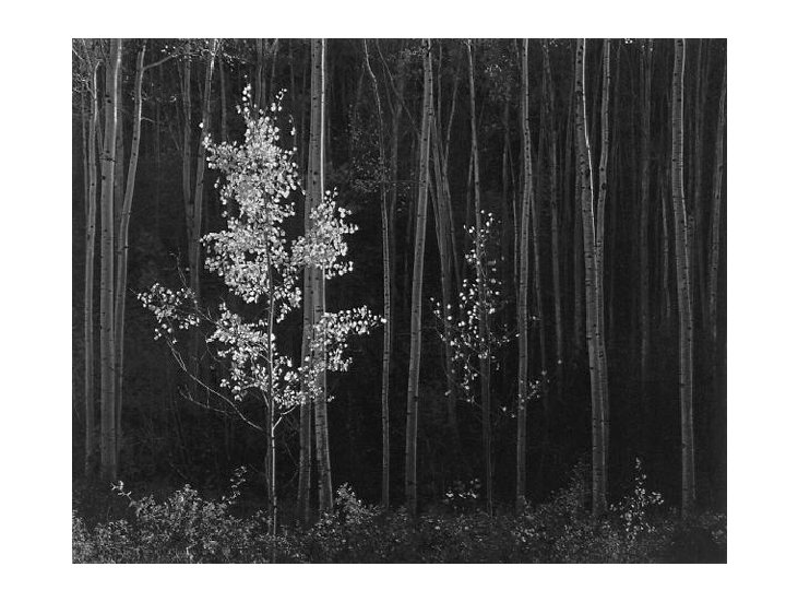 Creating a Composition What separates pictures from Photographs