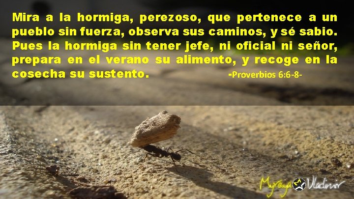 Mira a la hormiga, perezoso, que pertenece a un pueblo sin fuerza, observa sus