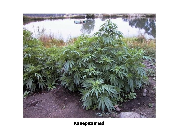 Kanepitaimed Kanepitaimed