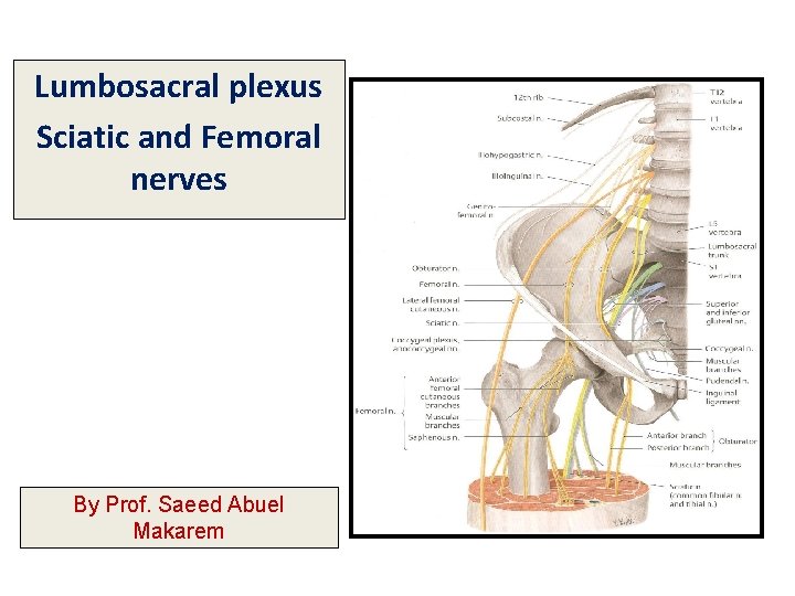 Lumbosacral plexus Sciatic and Femoral nerves By Prof. Saeed Abuel Makarem 