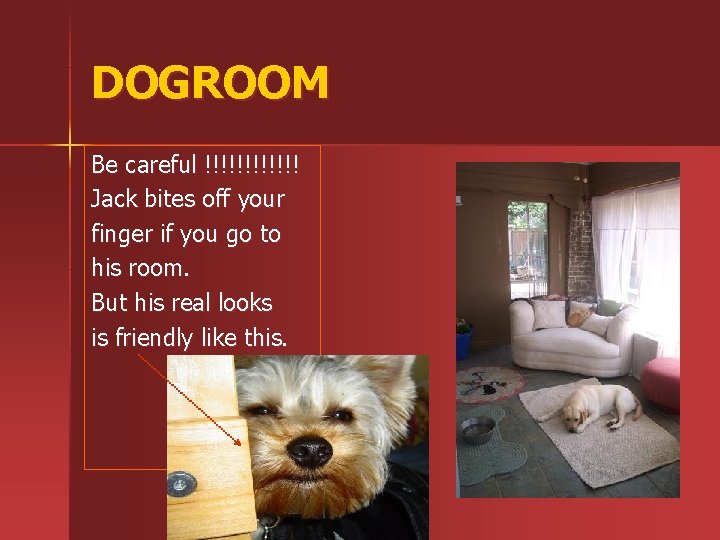 DOGROOM Be careful !!!!!! Jack bites off your finger if you go to his