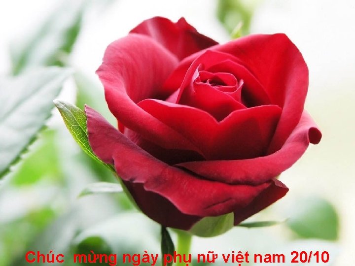 Chúc mừng ngày phụ nữ việt nam 20/10 