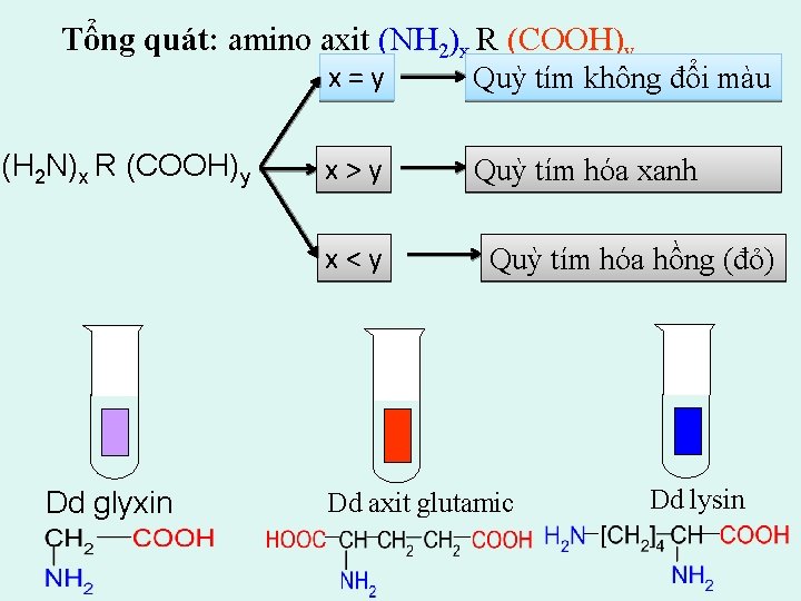 Tổng quát: amino axit (NH 2)x R (COOH)y (H 2 N)x R (COOH)y x=y