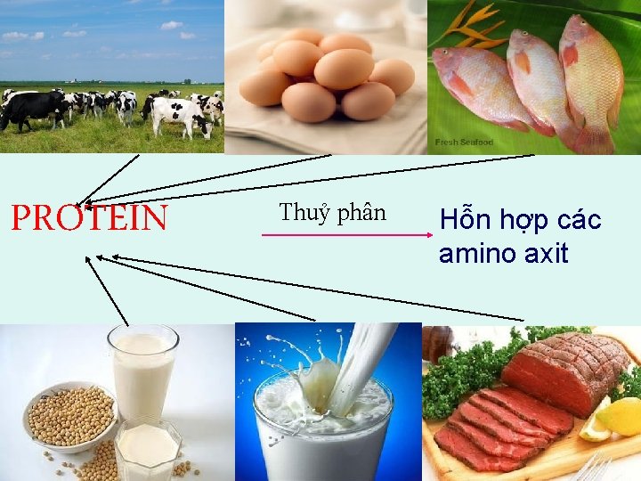 PROTEIN Thuỷ phân Hỗn hợp các amino axit 