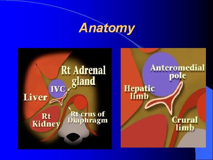 Anatomy 