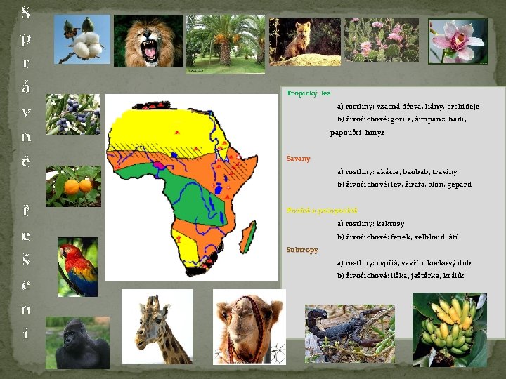 S p r á v n é Tropický les a) rostliny: vzácná dřeva, liány,