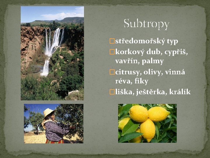  Subtropy �středomořský typ �korkový dub, cypřiš, vavřín, palmy �citrusy, olivy, vinná réva, fíky