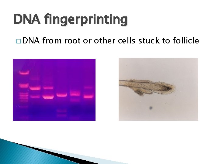 DNA fingerprinting � DNA from root or other cells stuck to follicle DNA fingerprinting � DNA from root or other cells stuck to follicle