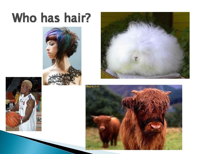 Who has hair? Who has hair?