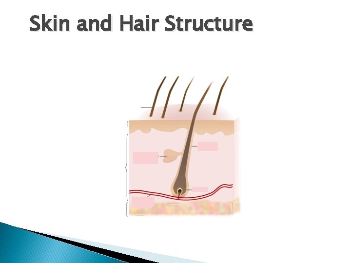 Skin and Hair Structure Skin and Hair Structure