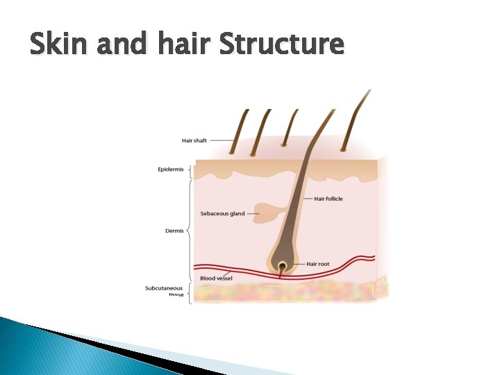 Skin and hair Structure Skin and hair Structure