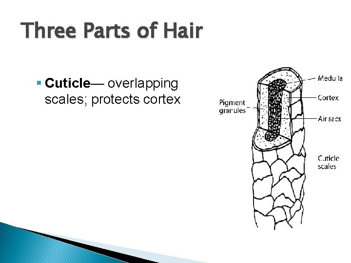 Three Parts of Hair Composed of: § Cuticle— overlapping scales; protects cortex Three Parts of Hair Composed of: § Cuticle— overlapping scales; protects cortex