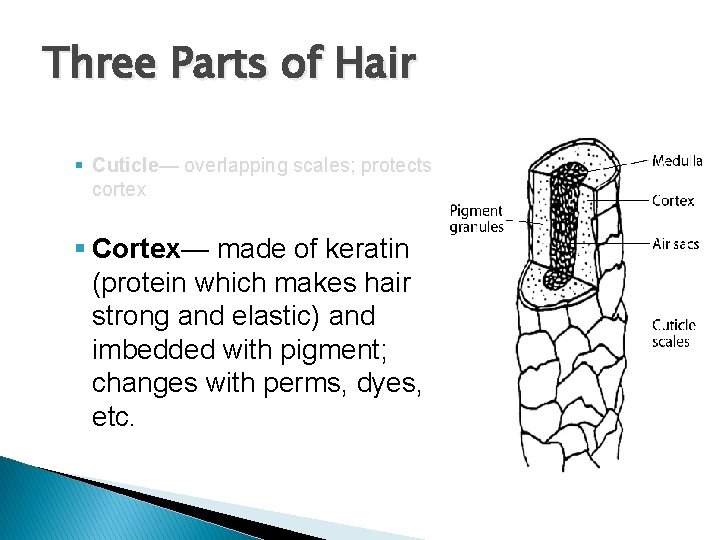 Three Parts of Hair Composed of: § Cuticle— overlapping scales; protects cortex § Cortex— Three Parts of Hair Composed of: § Cuticle— overlapping scales; protects cortex § Cortex—