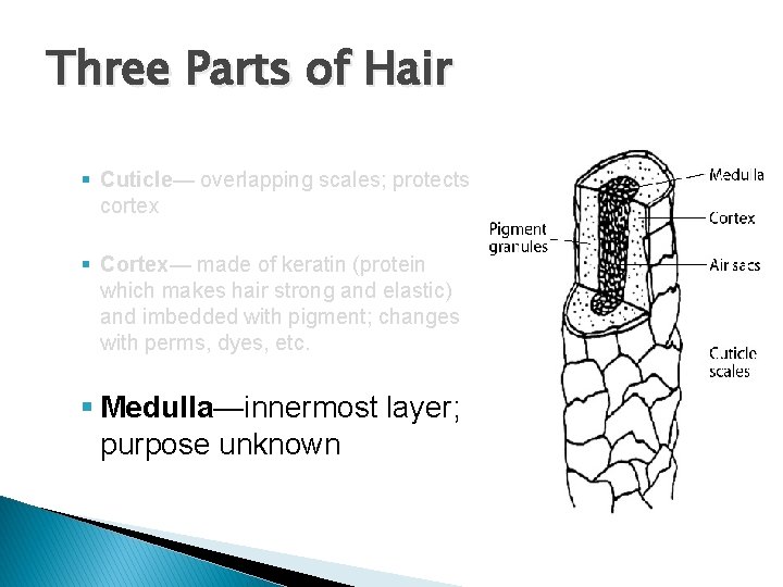Three Parts of Hair Composed of: § Cuticle— overlapping scales; protects cortex § Cortex— Three Parts of Hair Composed of: § Cuticle— overlapping scales; protects cortex § Cortex—