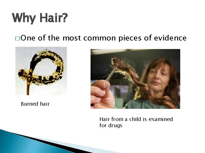 Why Hair? � One of the most common pieces of evidence Burned hair Hair Why Hair? � One of the most common pieces of evidence Burned hair Hair