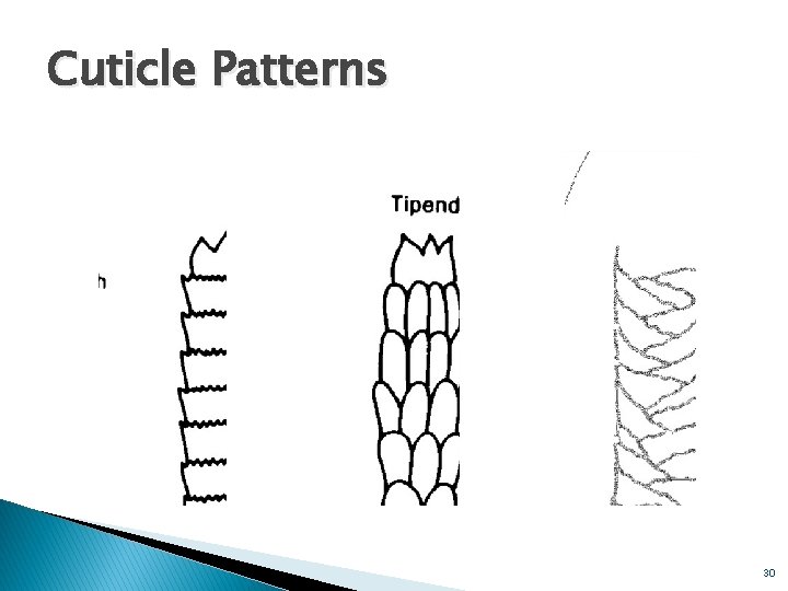 Cuticle Patterns 30 Cuticle Patterns 30