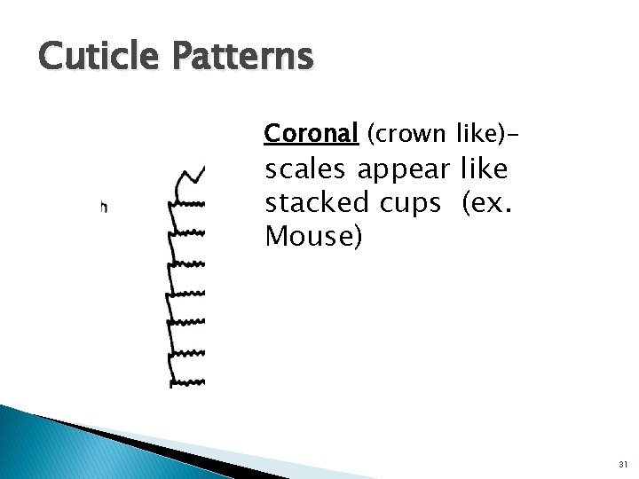 Cuticle Patterns Coronal (crown like)- scales appear like stacked cups (ex. Mouse) 31 Cuticle Patterns Coronal (crown like)- scales appear like stacked cups (ex. Mouse) 31