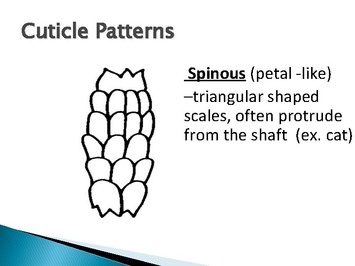 Cuticle Patterns Spinous (petal -like) –triangular shaped scales, often protrude from the shaft (ex. Cuticle Patterns Spinous (petal -like) –triangular shaped scales, often protrude from the shaft (ex.