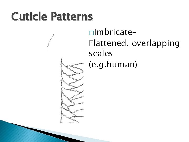 Cuticle Patterns �Imbricate- Flattened, overlapping scales (e. g. human) Cuticle Patterns �Imbricate- Flattened, overlapping scales (e. g. human)