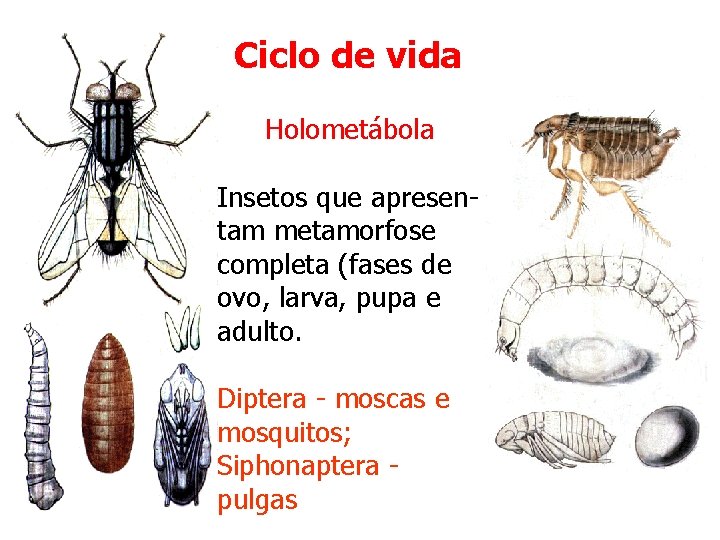 Ciclo de vida Holometábola Insetos que apresentam metamorfose completa (fases de ovo, larva, pupa