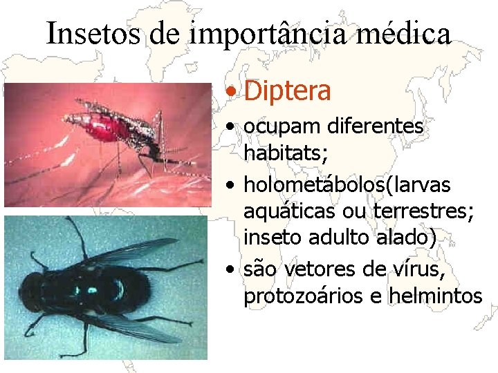 Insetos de importância médica • Diptera • ocupam diferentes habitats; • holometábolos(larvas aquáticas ou