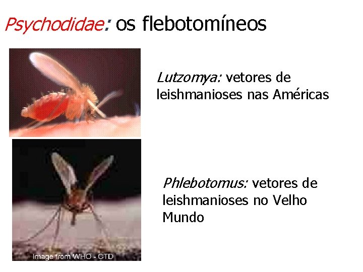 Psychodidae: os flebotomíneos Lutzomya: vetores de leishmanioses nas Américas Phlebotomus: vetores de leishmanioses no
