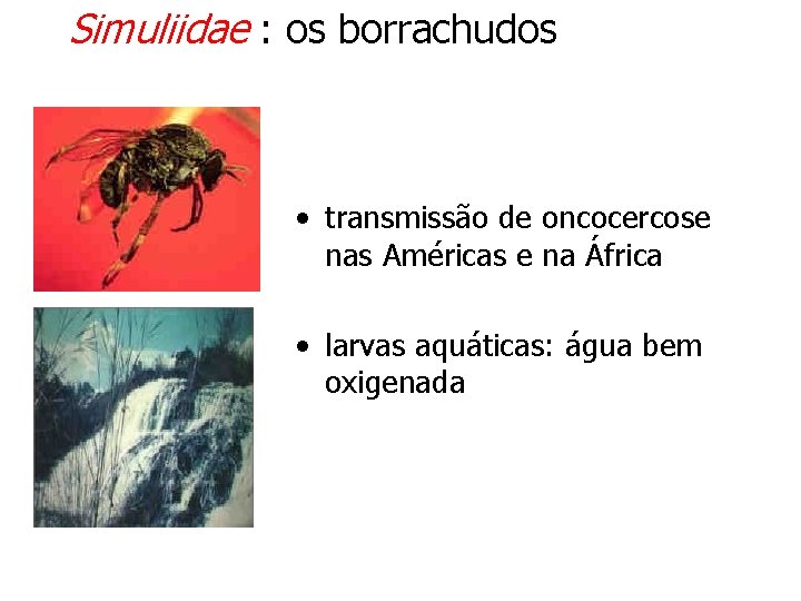 Simuliidae : os borrachudos • transmissão de oncocercose nas Américas e na África •