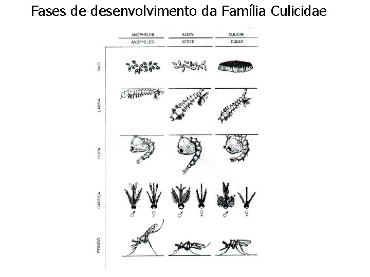 Fases de desenvolvimento da Família Culicidae 