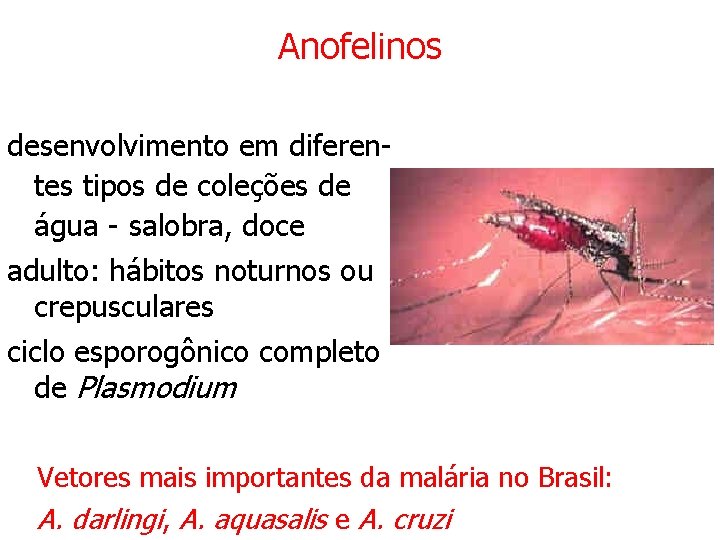 Anofelinos desenvolvimento em diferentes tipos de coleções de água - salobra, doce adulto: hábitos