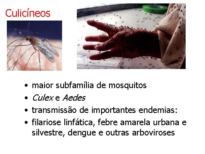 Culicíneos • • maior subfamília de mosquitos Culex e Aedes transmissão de importantes endemias:
