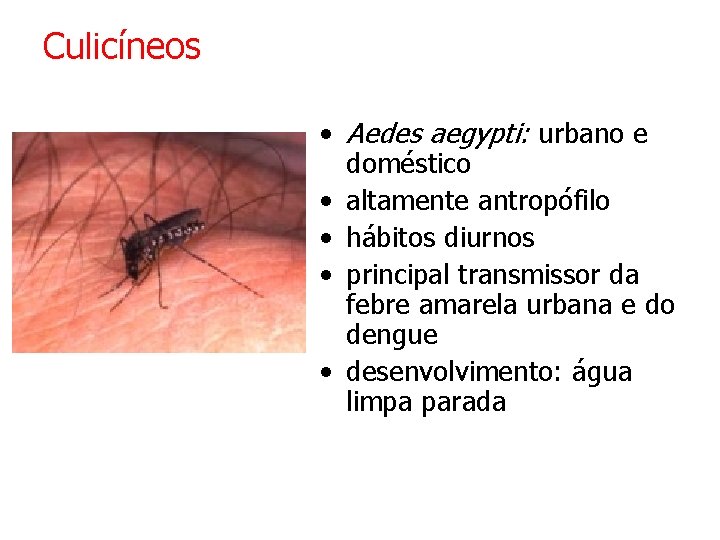 Culicíneos • Aedes aegypti: urbano e doméstico • altamente antropófilo • hábitos diurnos •