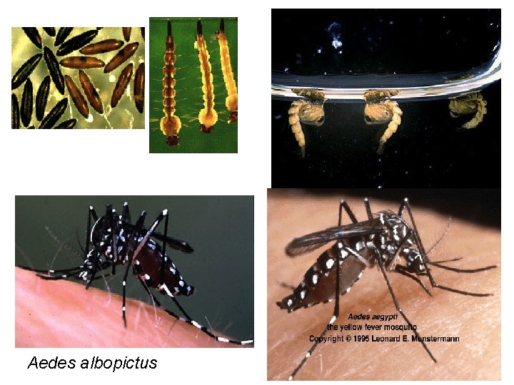 Aedes albopictus 