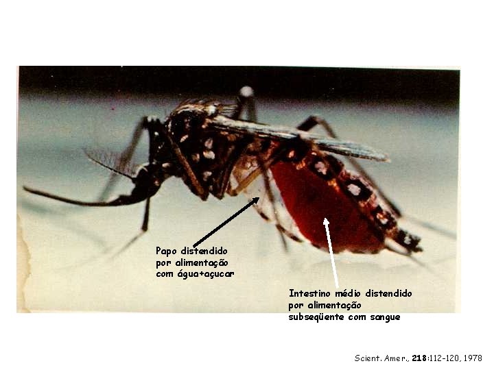 Papo distendido por alimentação com água+açucar Intestino médio distendido por alimentação subseqüente com sangue