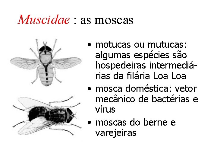 Muscidae : as moscas • motucas ou mutucas: algumas espécies são hospedeiras intermediárias da