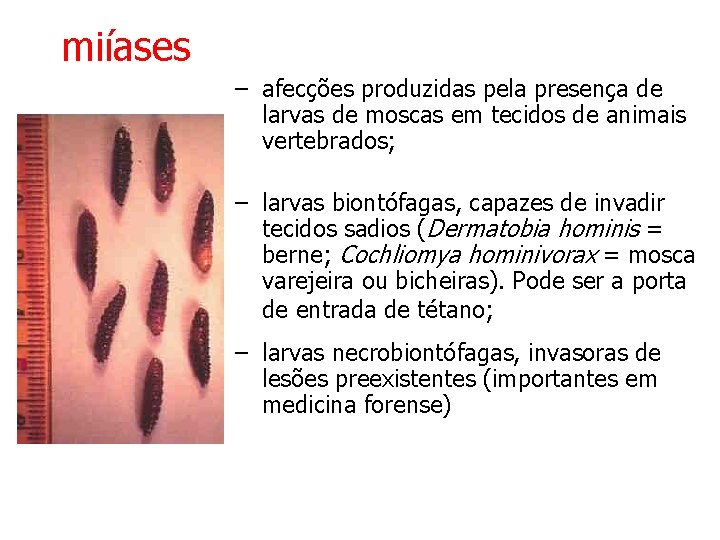 miíases – afecções produzidas pela presença de larvas de moscas em tecidos de animais