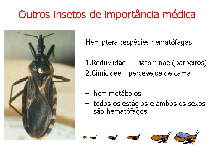 Outros insetos de importância médica Hemiptera : espécies hematófagas 1. Reduviidae - Triatominae (barbeiros)