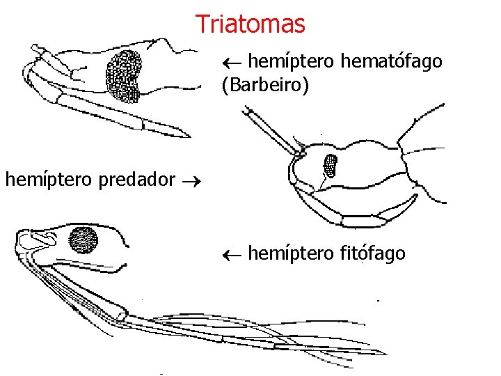 Triatomas hemíptero hematófago (Barbeiro) hemíptero predador hemíptero fitófago 