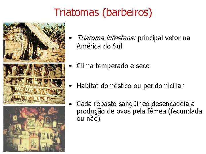 Triatomas (barbeiros) • Triatoma infestans: principal vetor na América do Sul • Clima temperado