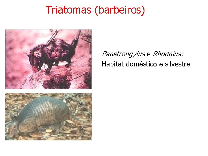 Triatomas (barbeiros) Panstrongylus e Rhodnius: Habitat doméstico e silvestre 