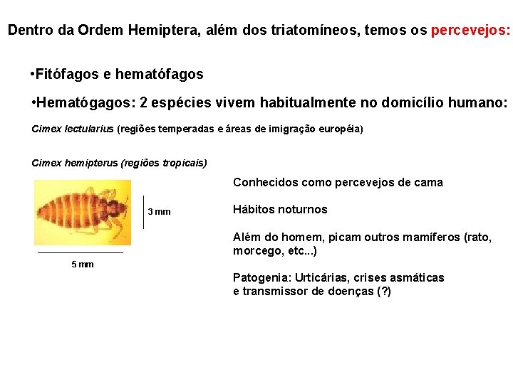 Dentro da Ordem Hemiptera, além dos triatomíneos, temos os percevejos: • Fitófagos e hematófagos