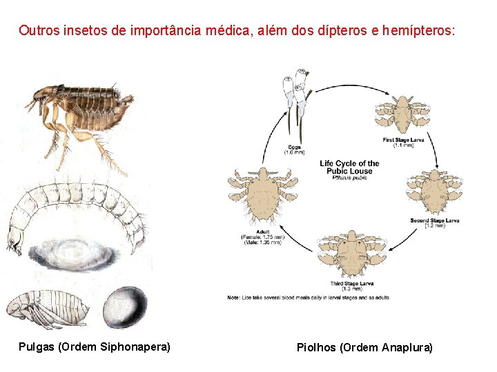 Outros insetos de importância médica, além dos dípteros e hemípteros: Pulgas (Ordem Siphonapera) Piolhos