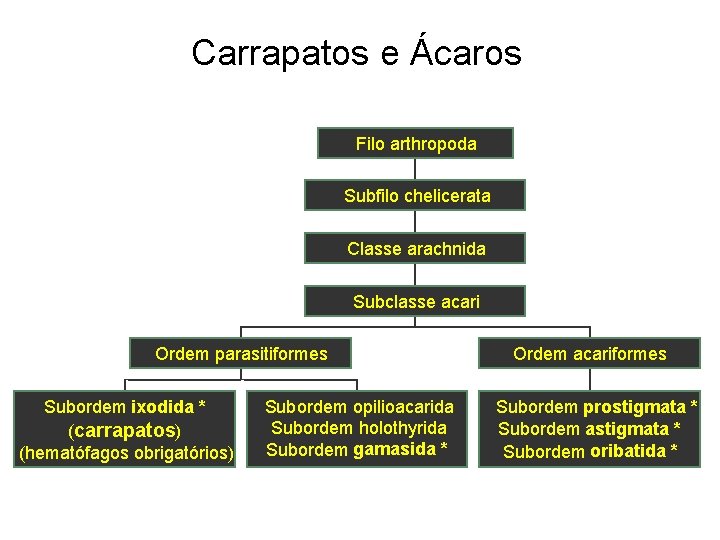 Carrapatos e Ácaros Filo arthropoda Subfilo chelicerata Classe arachnida Subclasse acari Ordem parasitiformes Subordem