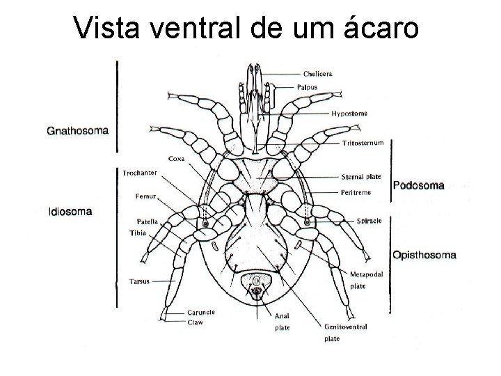 Vista ventral de um ácaro 